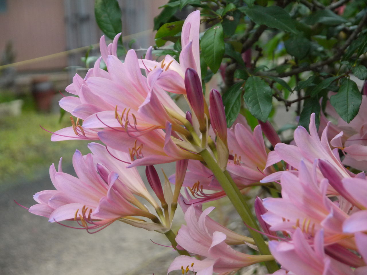 ナツスイセン 海田の四季