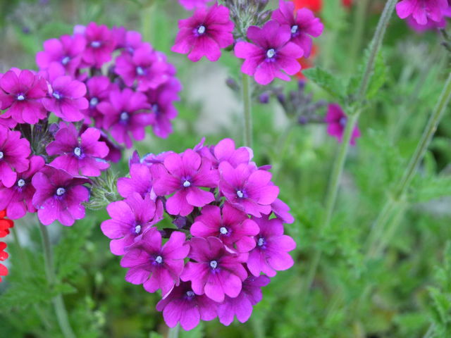 花手毬 海田の四季