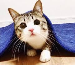 ネズミを見て猫が逃げる 海田の四季