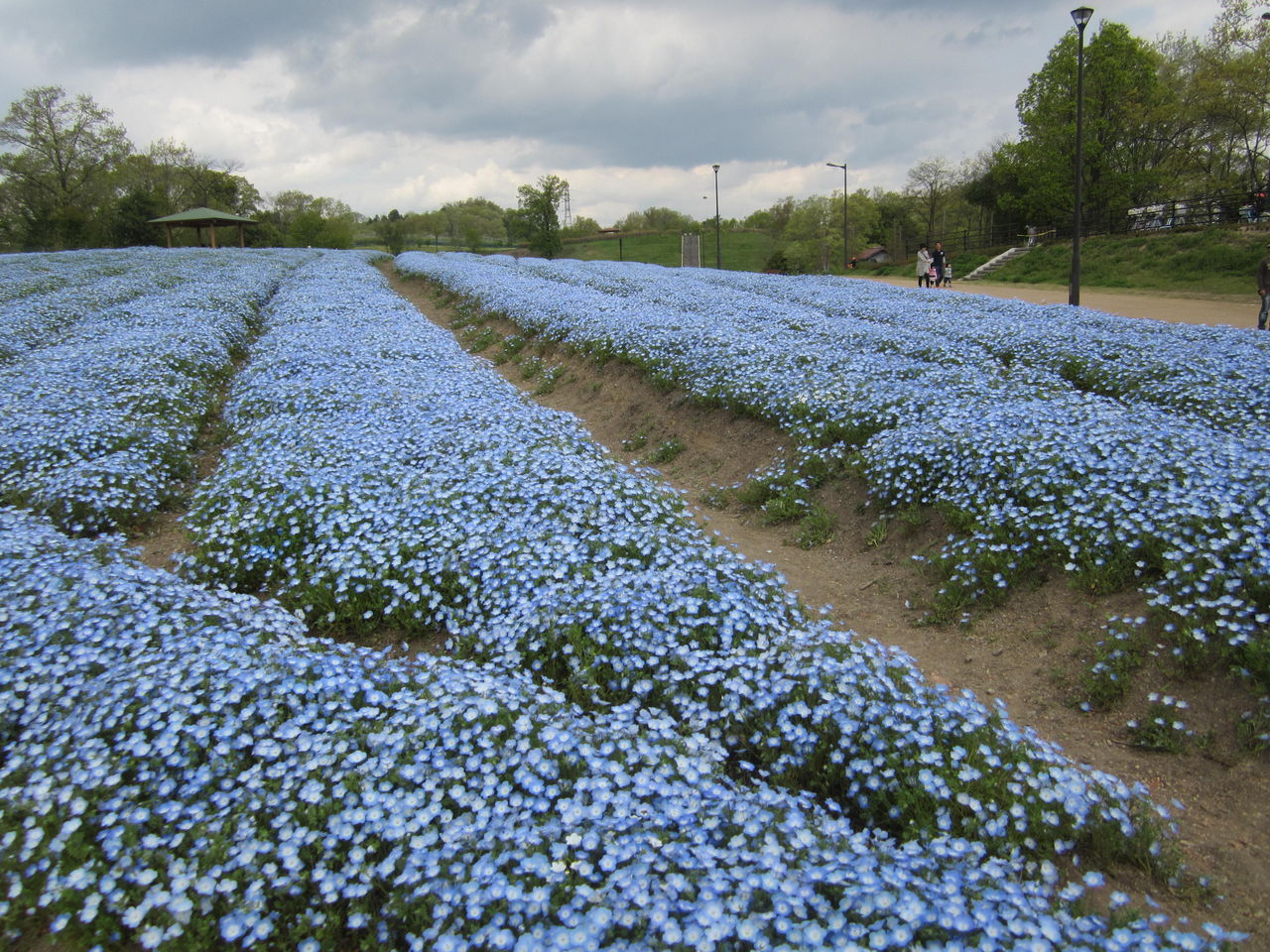 ネモフィラ 瑠璃唐草 海田の四季