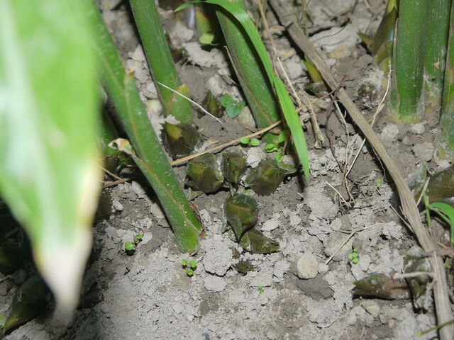 ミョウガ 茗荷 海田の四季
