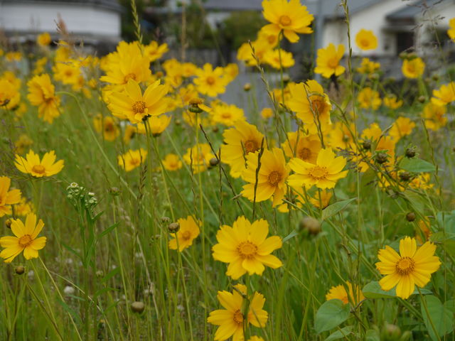 オオキンケイギク 大金鶏菊 海田の四季 オオキンケイギク 大金鶏菊 海田の四季