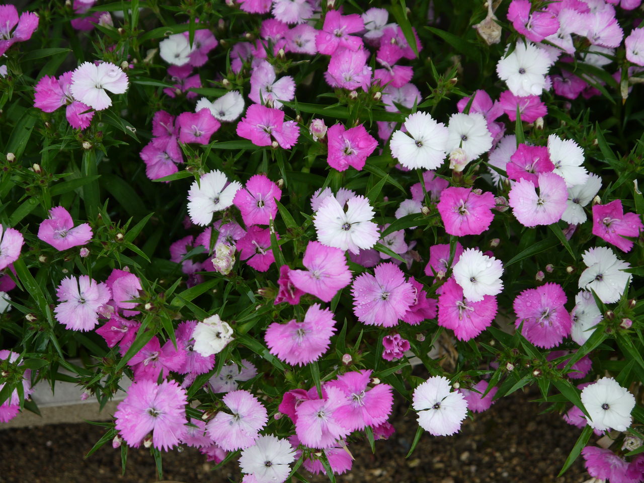 ナデシコ 撫子 海田の四季