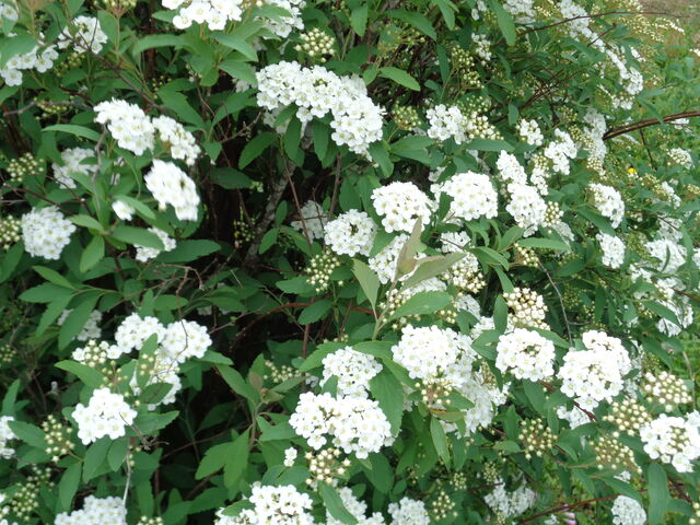 コデマリ 海田の四季