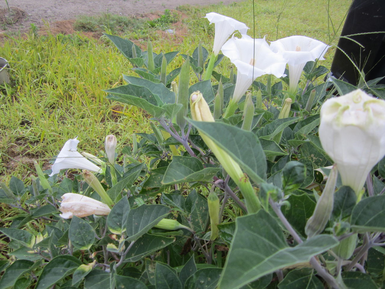 チョウセンアサガオ 海田の四季