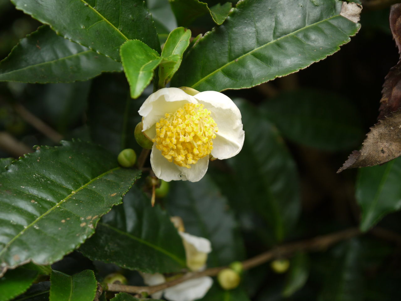 茶の花 海田の四季