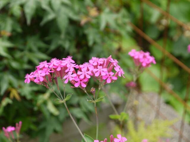 ムシトリナデシコ 虫取り撫子 海田の四季