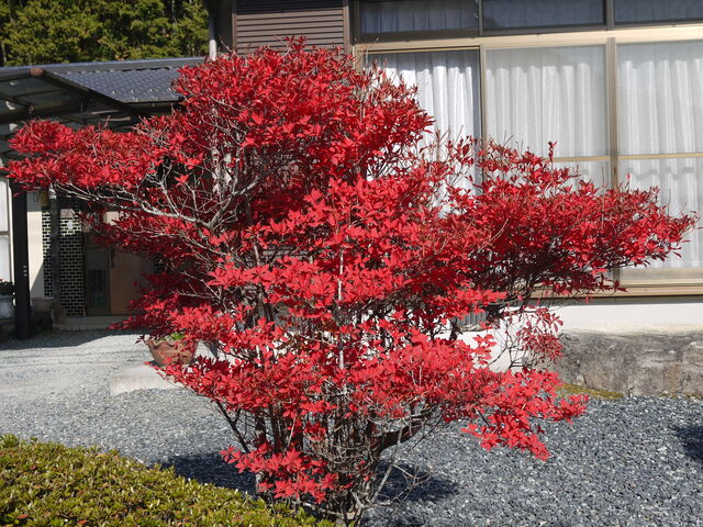 ドウダンツツジ 海田の四季