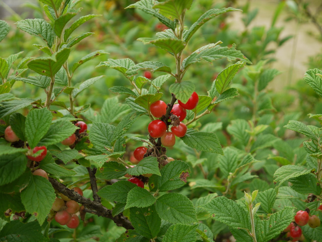 ユスラウメ 梅桃 山桜桃梅 海田の四季