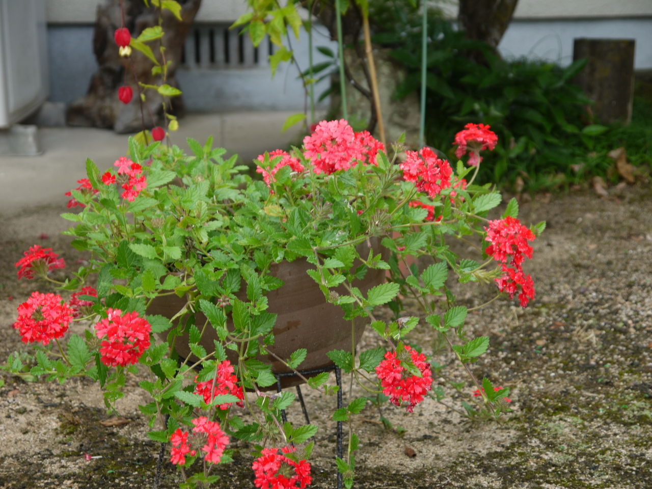 花手毬 海田の四季