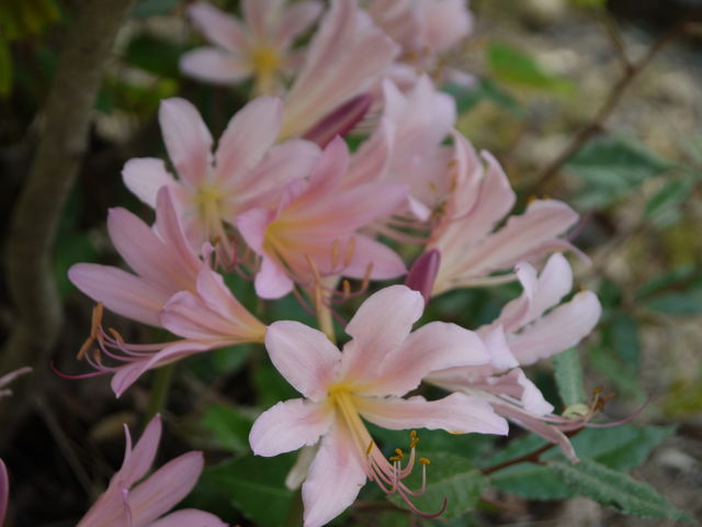 ナツズイセン 夏水仙 海田の四季