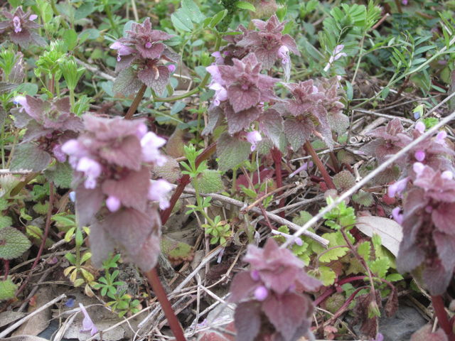 ヒメオドリコソウ 姫踊子草 海田の四季