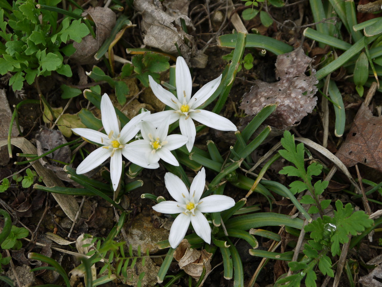 オーニソガラム オオアマナ 海田の四季 オーニソガラム オオアマナ 海田の四季