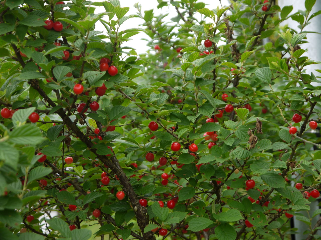 ユスラウメ 梅桃 海田の四季