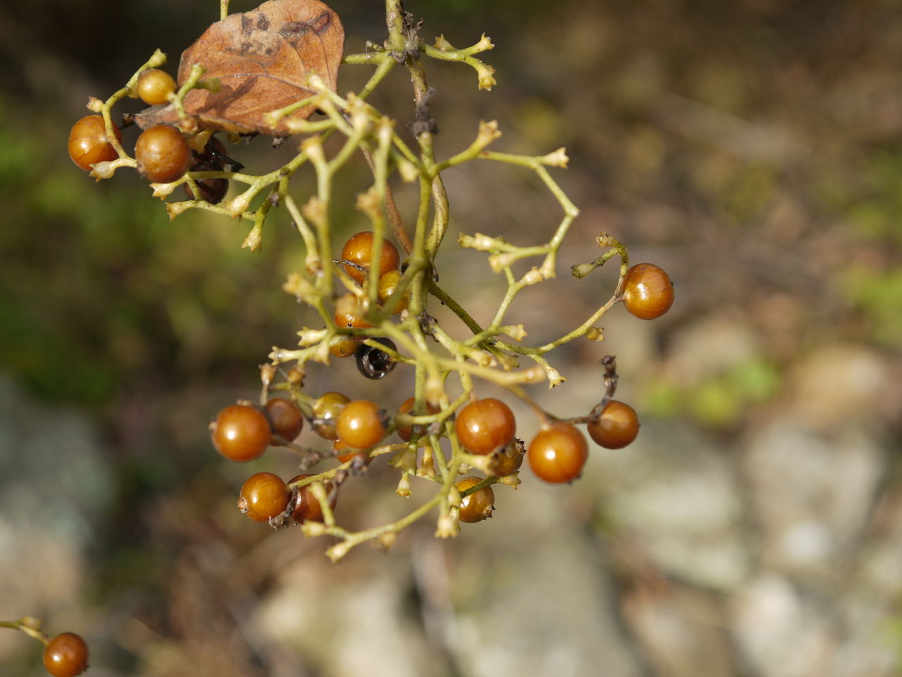 ヘクソカズラ 屁糞蔓 の実 海田の四季