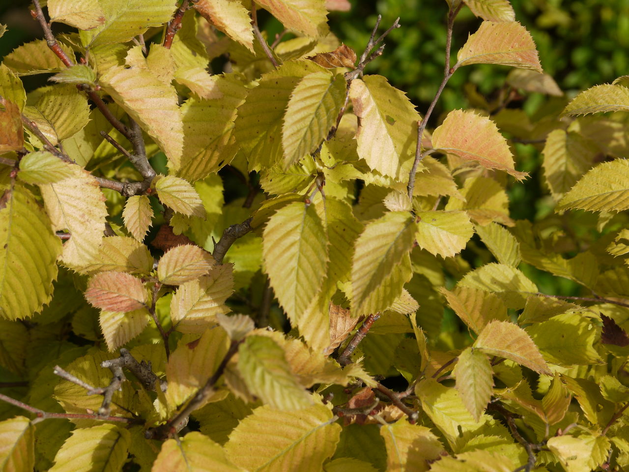 イヌシデ 犬四手 海田の四季