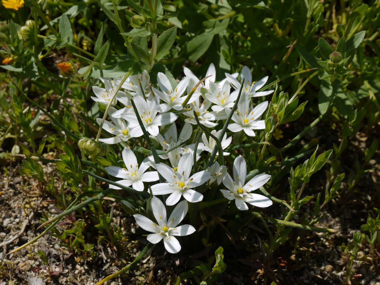 オーニソガラム オオアマナ 海田の四季 オーニソガラム オオアマナ 海田の四季