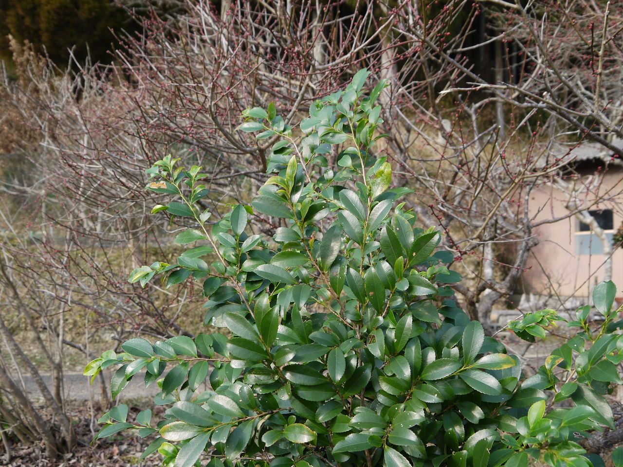 ヒサカキ 柃 海田の四季 ヒサカキ 柃 海田の四季