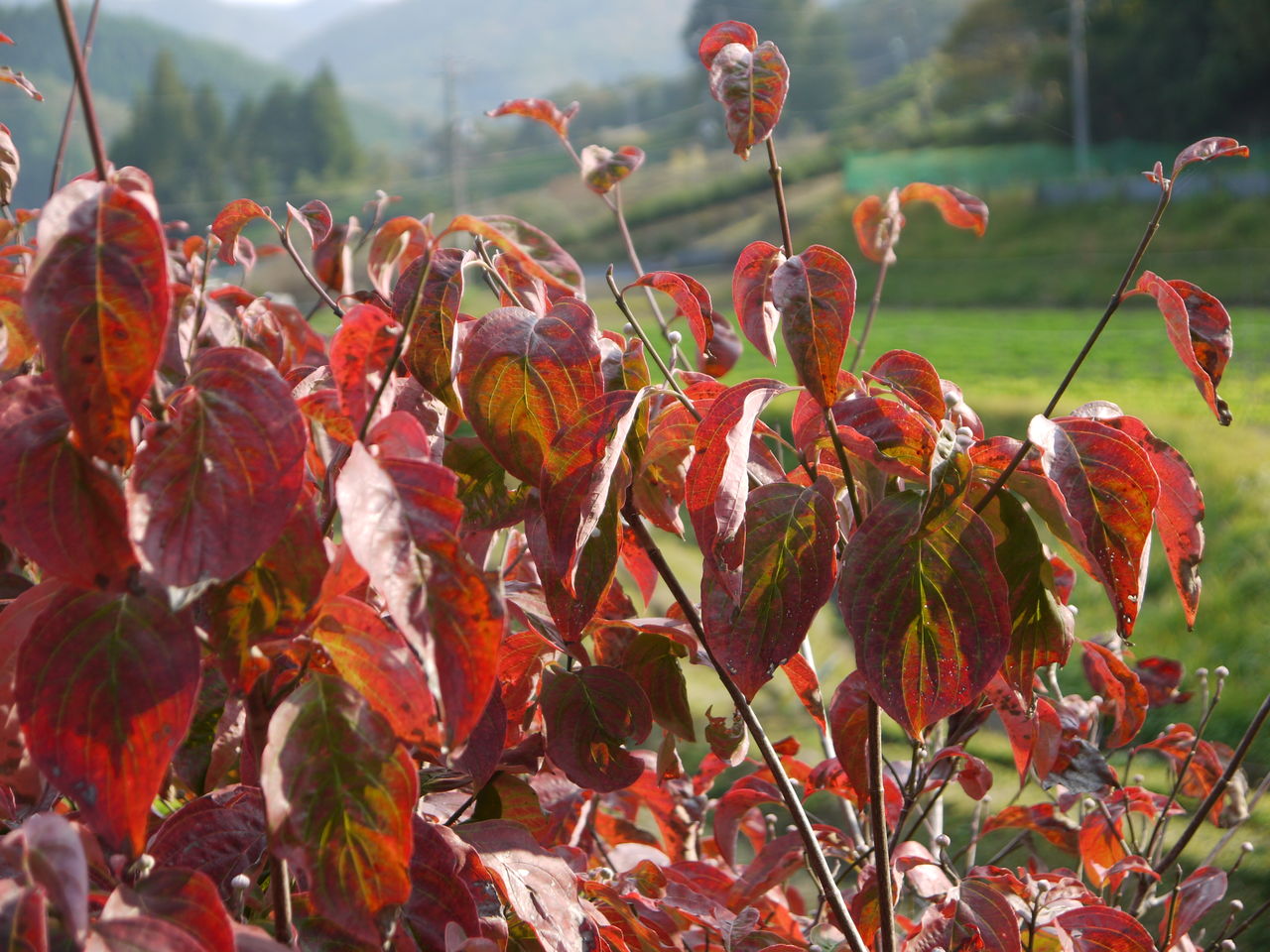 ハナミズキの実 海田の四季