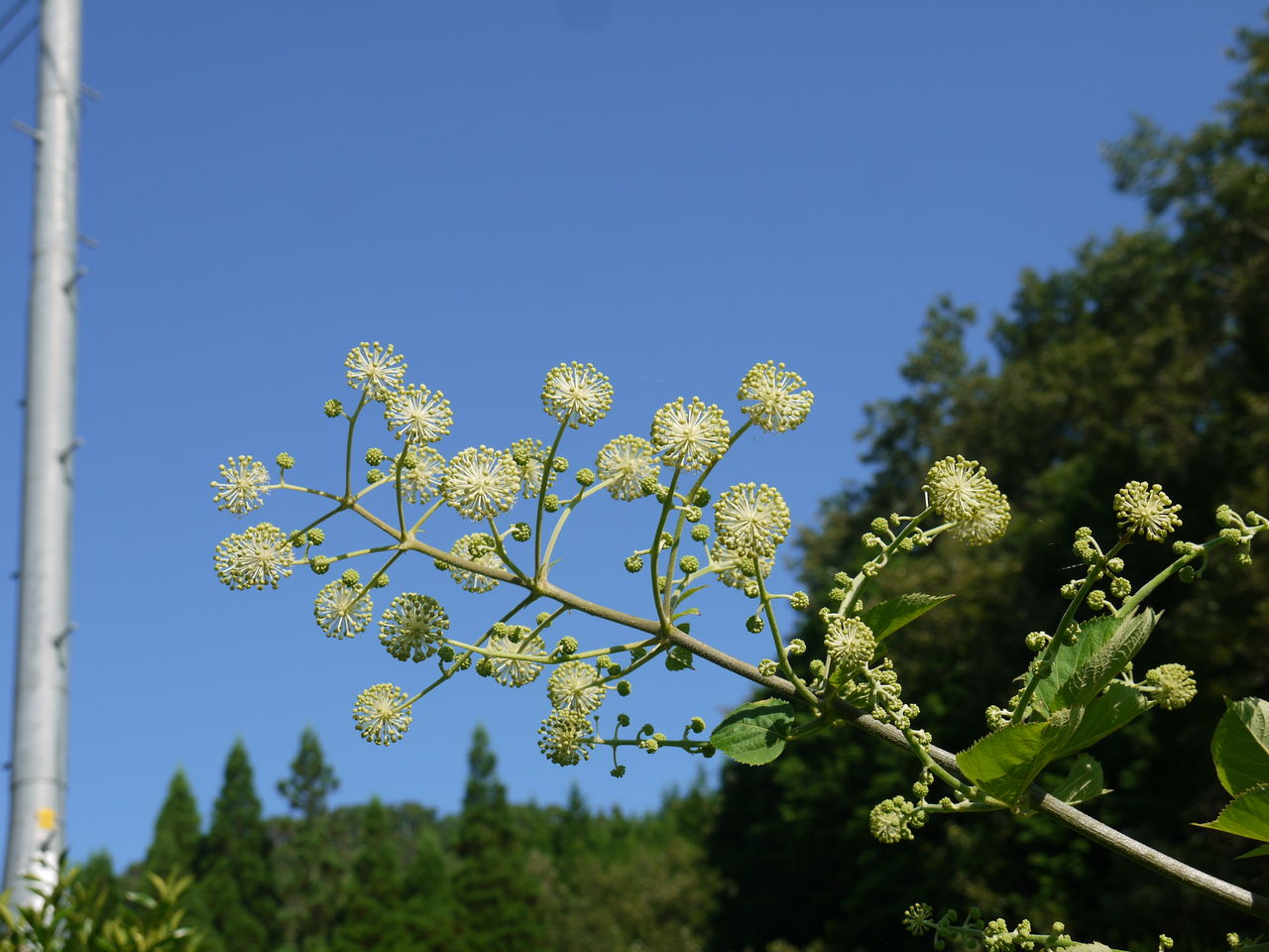 ウドの花 海田の四季 ウドの花 海田の四季