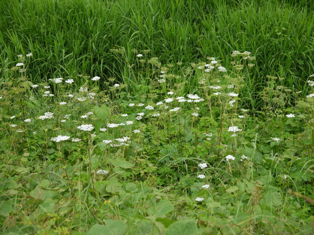 ハナウド 花独活 海田の四季