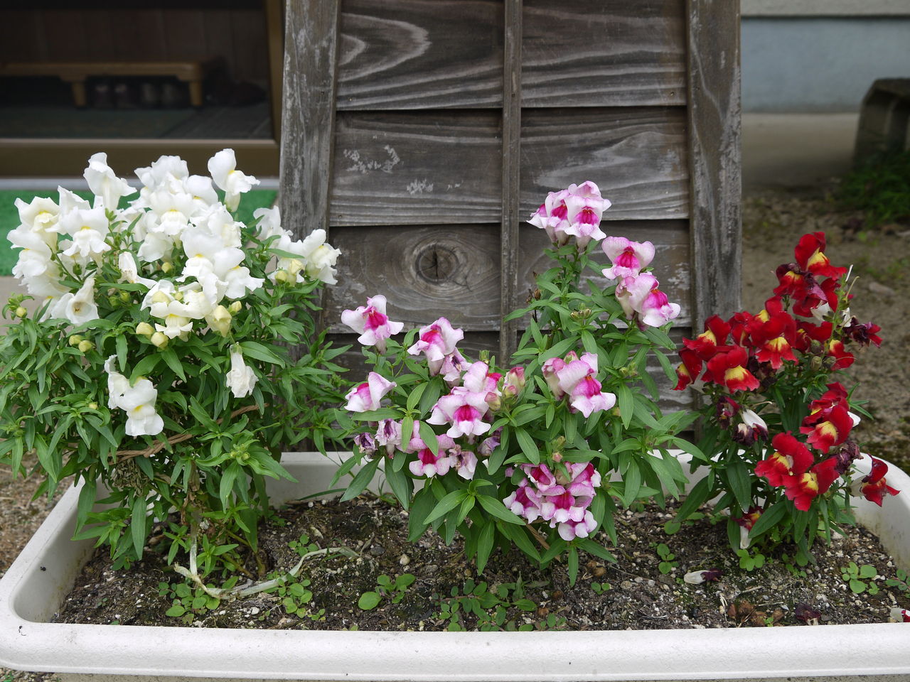 キンギョソウ 海田の四季