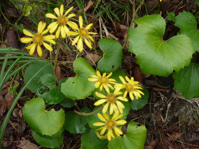 ツワブキの花 海田の四季 ツワブキの花 海田の四季