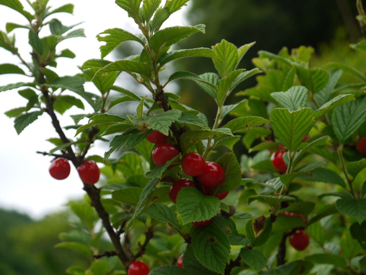 ユスラウメ 梅桃 海田の四季
