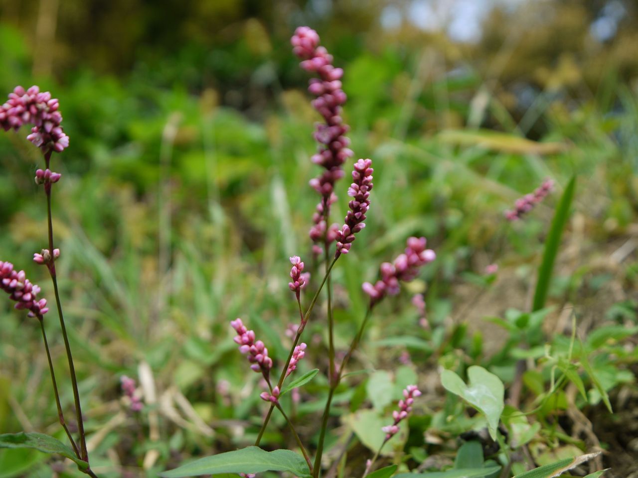 イヌタデの花 海田の四季