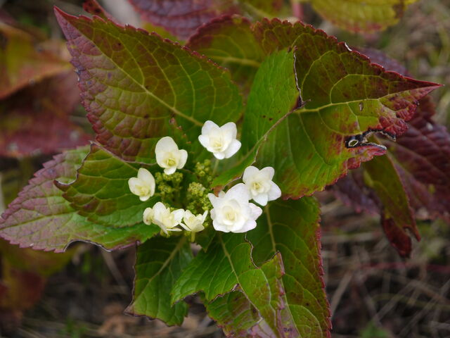 アジサイの狂い咲き 海田の四季