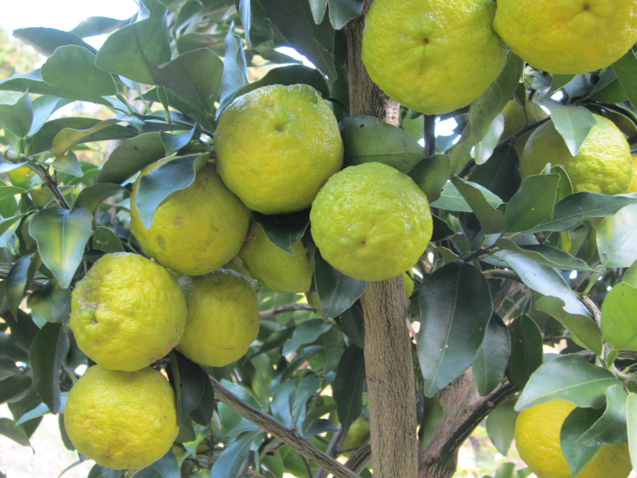 ハナユズ 花柚子 海田の四季