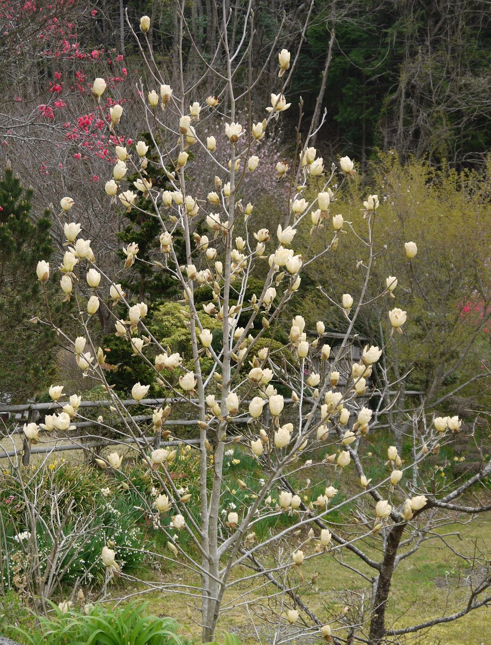 木蓮花は北向きに 海田の四季