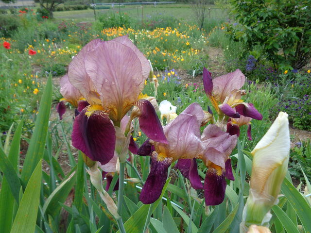 ジャーマンアイリス : 海田の四季