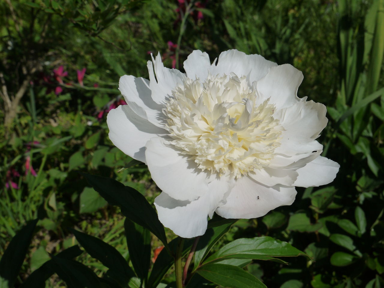 シャクヤク 芍薬 海田の四季 シャクヤク 芍薬 海田の四季