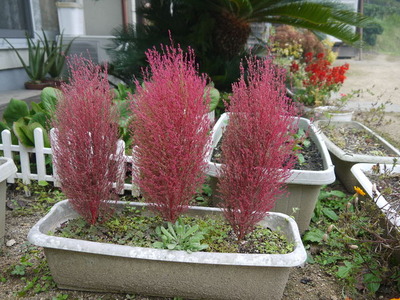 オンラインショップ ホウキグサ コキア 植物 観葉植物 Mail Espb Gov Co