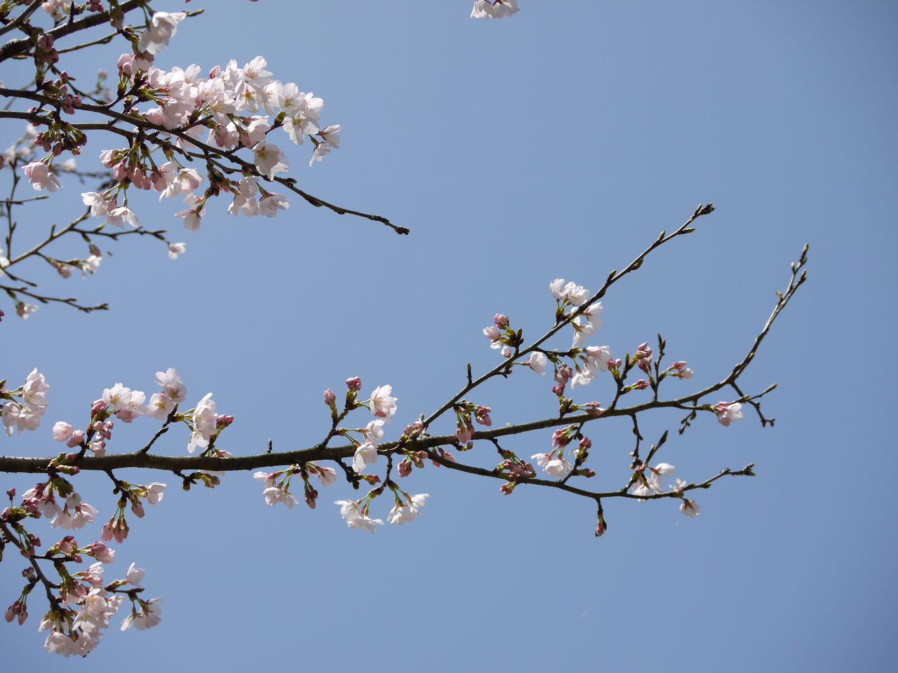 啓翁桜とソメイヨシノの競演 海田の四季