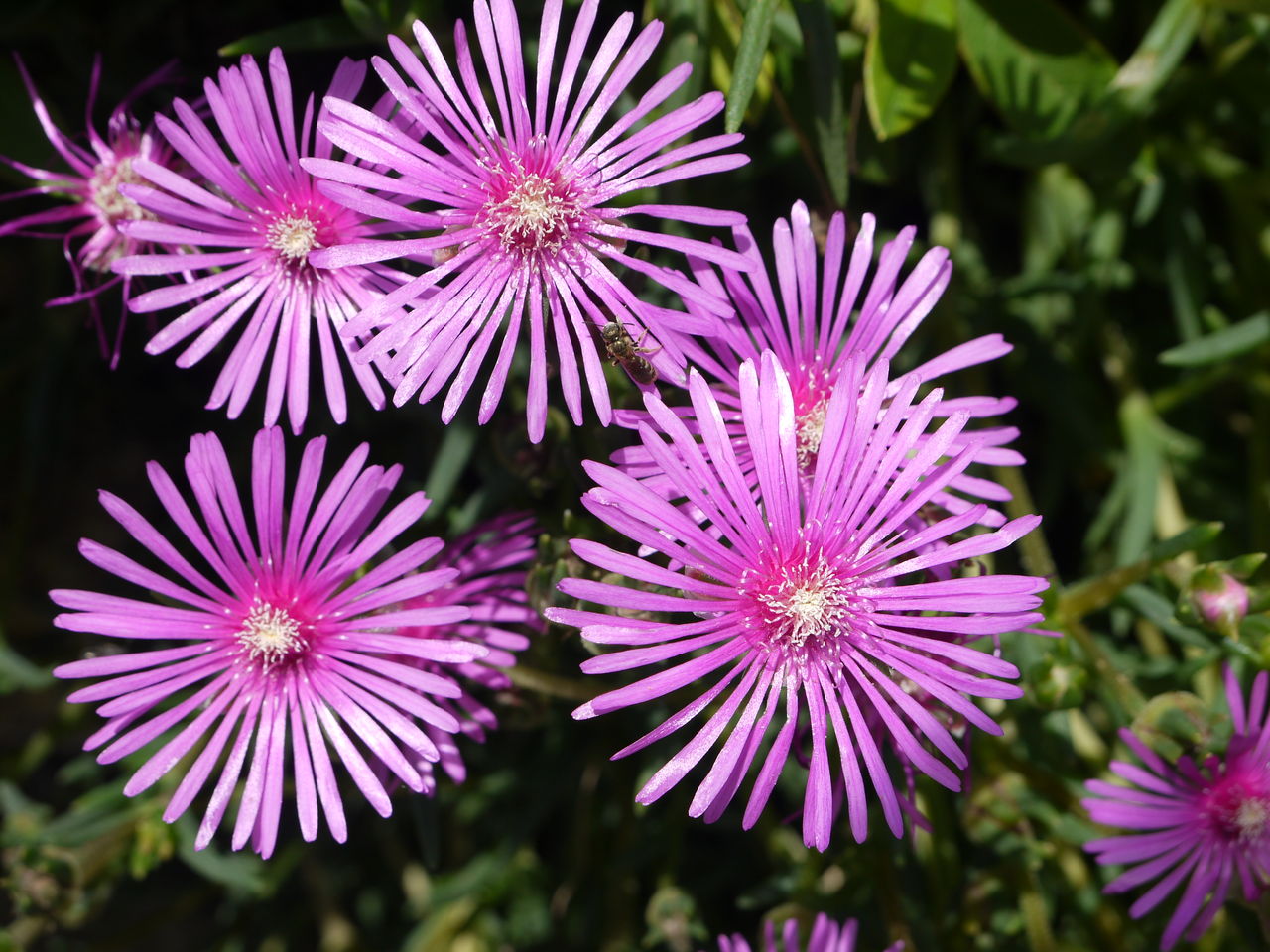 マツバギク 松葉菊 海田の四季