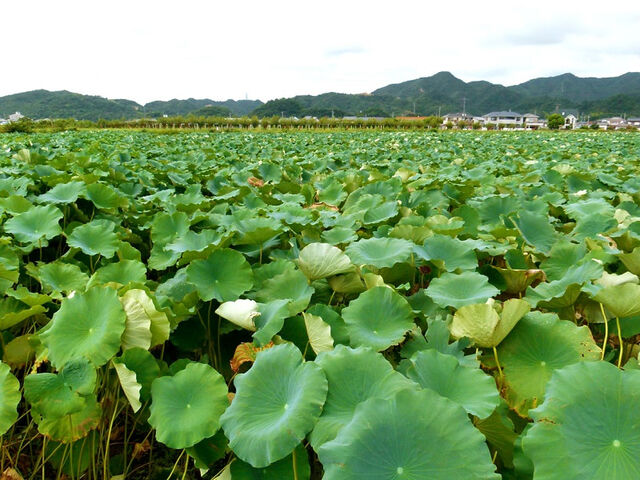 レンコンの穴は 海田の四季