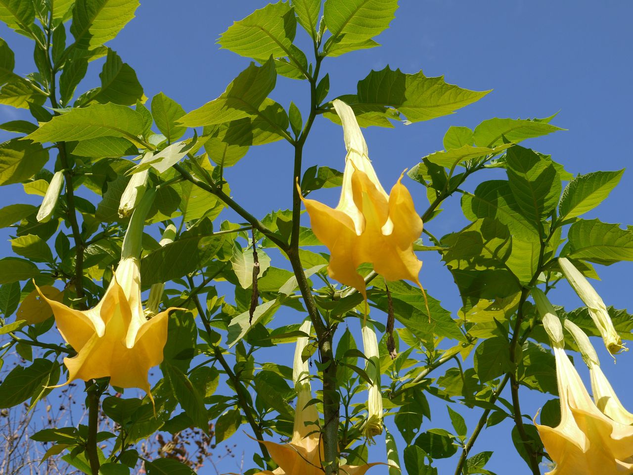 トランペット草 海田の四季