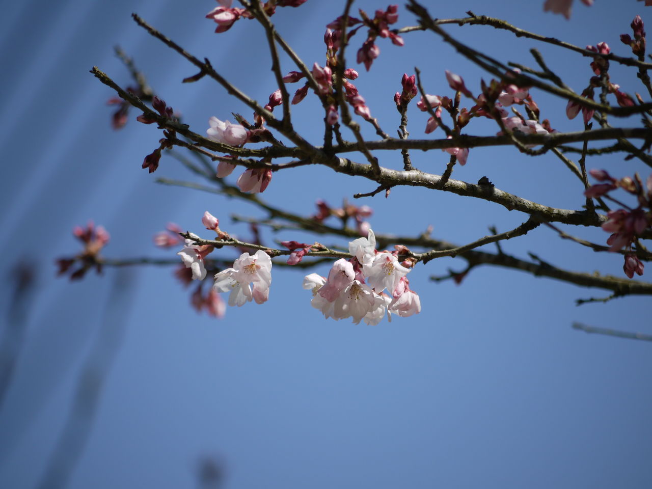 啓翁桜が開花 海田の四季