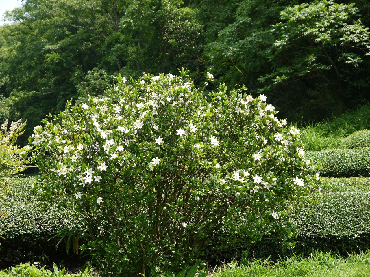 クチナシ=梔子・巵子・支子 : 海田の四季