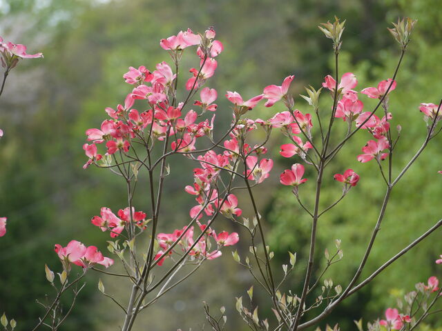 ハナミズキ 花水木 海田の四季