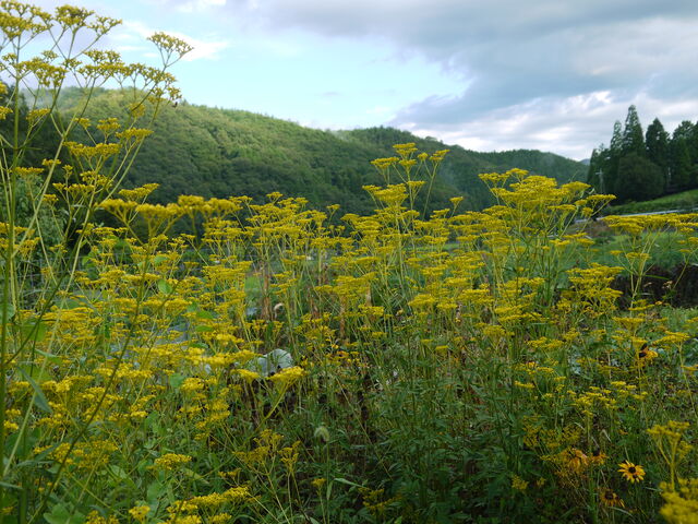 オミナエシ 女郎花 海田の四季