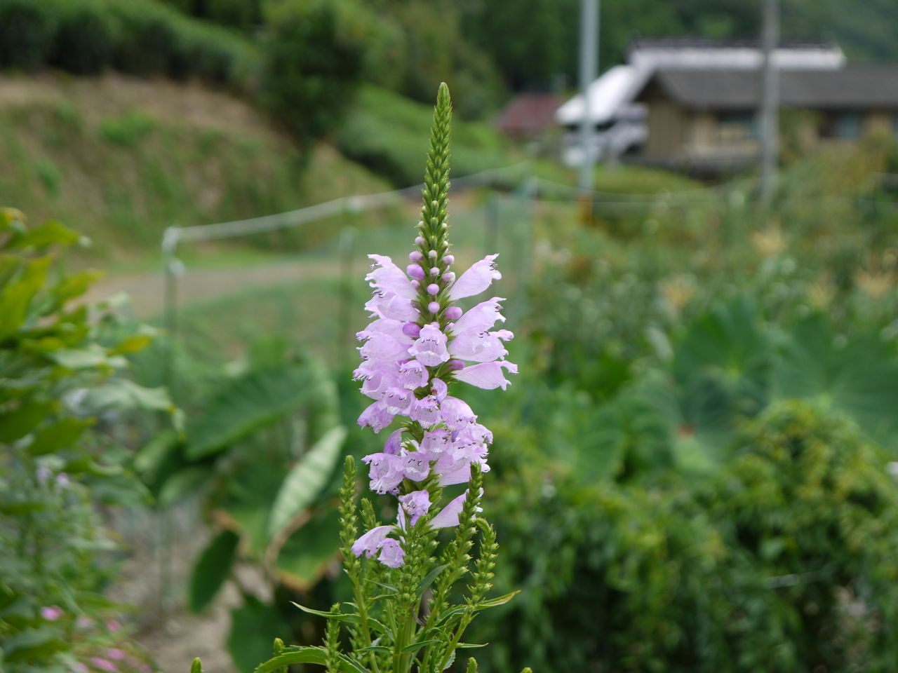 キンギョソウ 金魚草 海田の四季