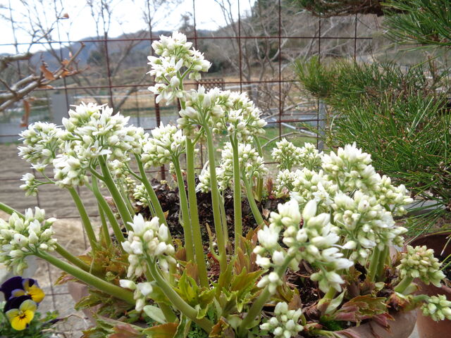 タンチョウソウ 海田の四季