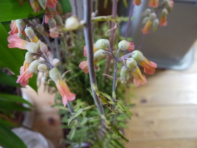 この花 海田の四季