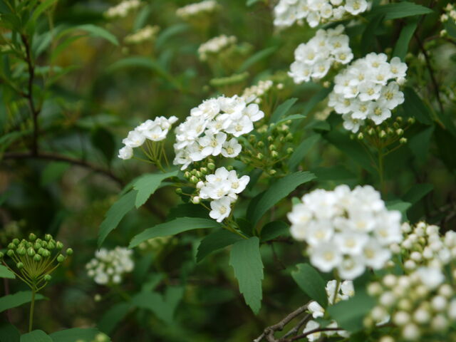 コデマリ 海田の四季