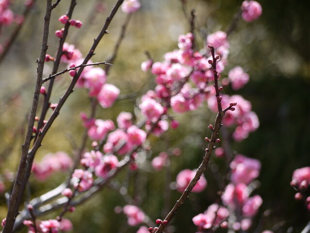 ハナモモ 花桃 海田の四季