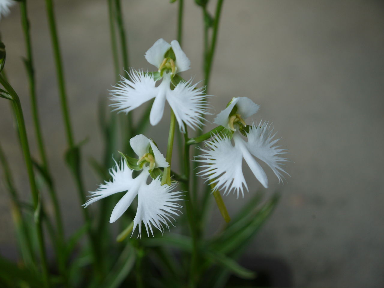 サギソウ 鷺草 海田の四季