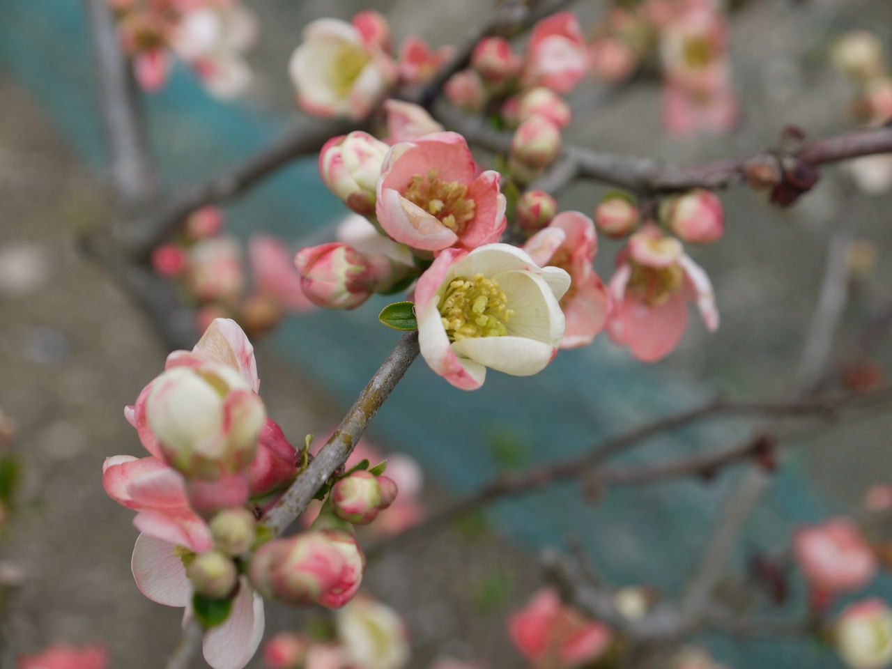 ボケ 木瓜の花 海田の四季
